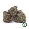 Gary Payton AAAA (Popcorn Nugs)