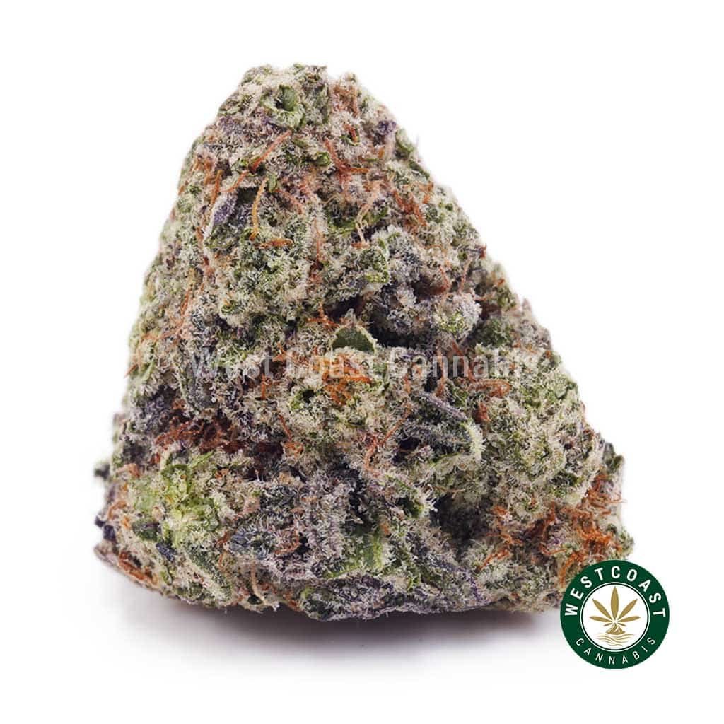 Island Sweet Skunk AAAA