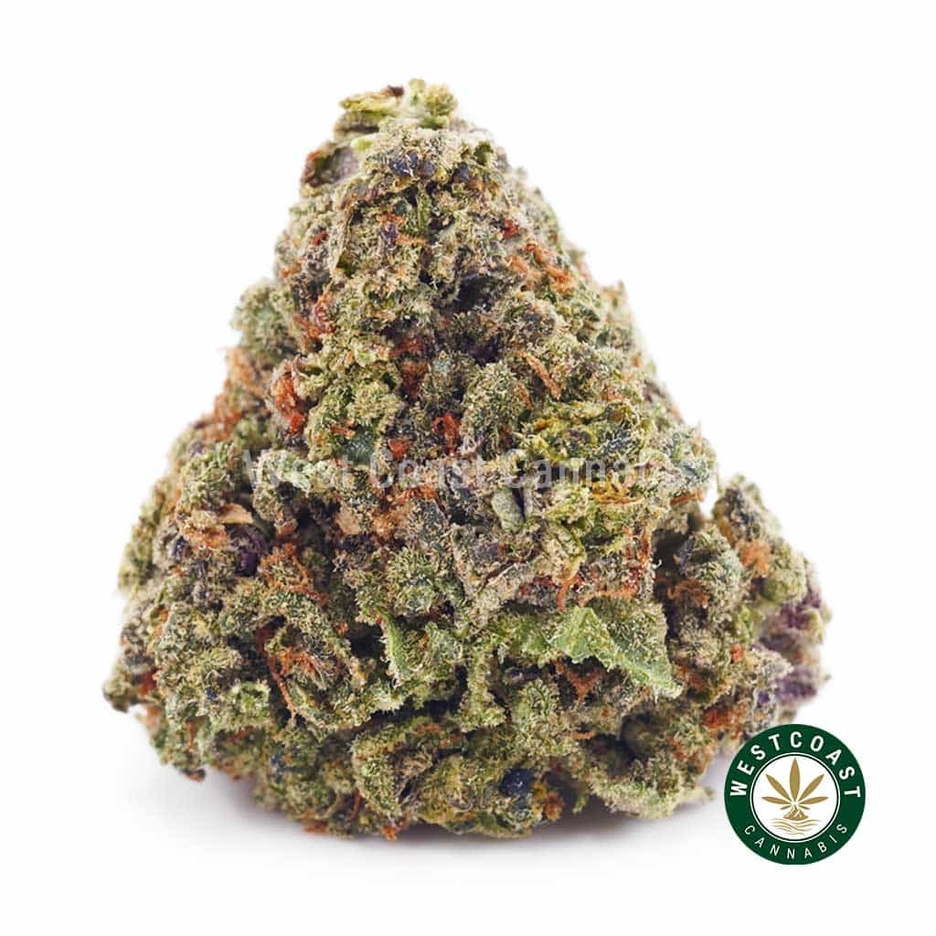 King Louie XIII AAA