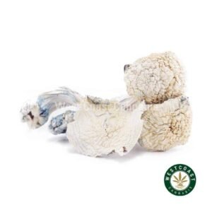 Shrooms – Albino Teacher