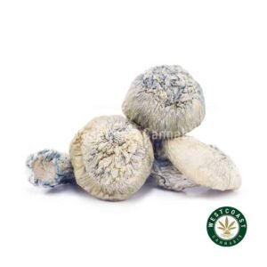 Shrooms Exotic – Jack Frost